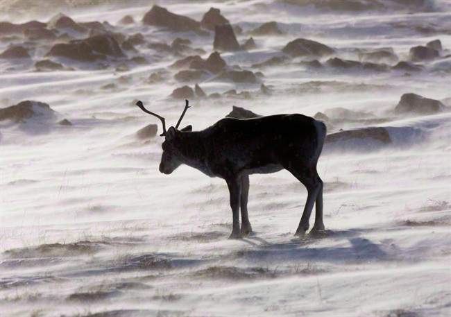 A wild caribou roaming around.