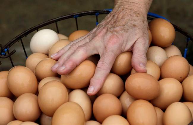 New Zealand duo break record at World Egg-Throwing Championships - image