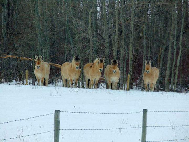 March 1: This Your Saskatchewan photo was taken by Faye Campbell of Fjord horses near Foam Lake.