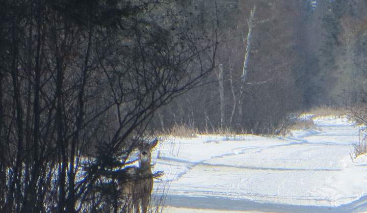 March 10: This Your Saskatchewan photo was taken by Carol Langenberger of a white-tailed deer in Hudson Bay.