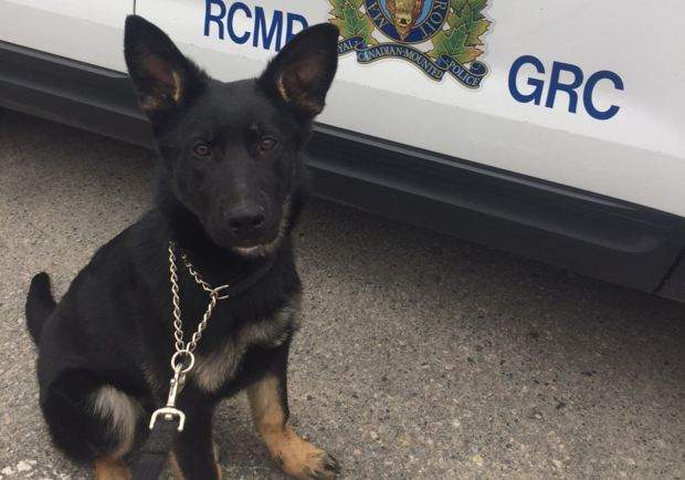 Kelowna’s cutest new RCMP member - image