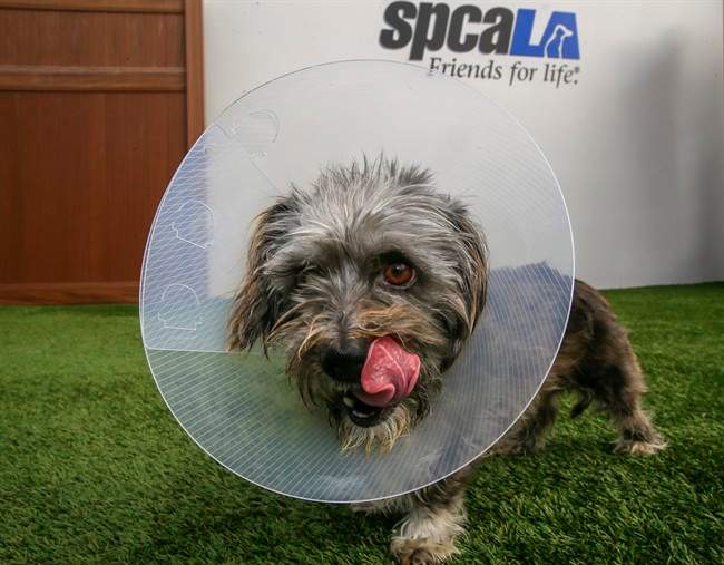 This Wednesday, March 2, 2016, photo, shows Puffin, a three-year-old Terrier mix female dog wearing a cone of shame device.
