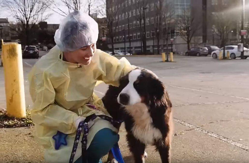 Betty White is one of the dogs from the Langley 66, but she is not yet available for adoption.