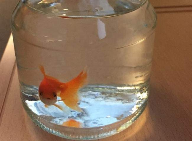 In this photo provided by the Norwegian police, a goldfish swims inside a jar, at the police station in Bodo, northern Norway, Sunday, March 6, 2016.