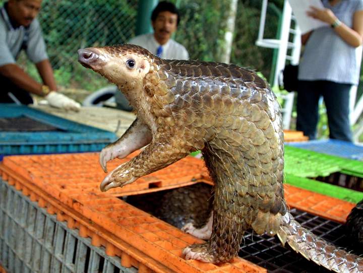 A Malayan pangolin is seen out of its cage after being confiscated by the Department of Wildlife and Natural Parks in Kuala Lumpur.