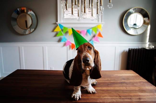Dean, the Basset Hound who has over 105,000 followers on Instagram, celebrated his second birthday at a party at his Toronto home on Sunday, February 28, 2016.