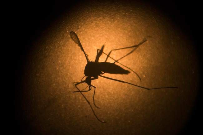 In this Jan. 27, 2016, file photo, an Aedes aegypti mosquito is photographed through a microscope at the Fiocruz institute in Recife, Pernambuco state, Brazil.