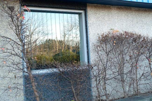 Hundreds of millions of birds die each year flying toward the trees and bushes they see reflected in the glass. 