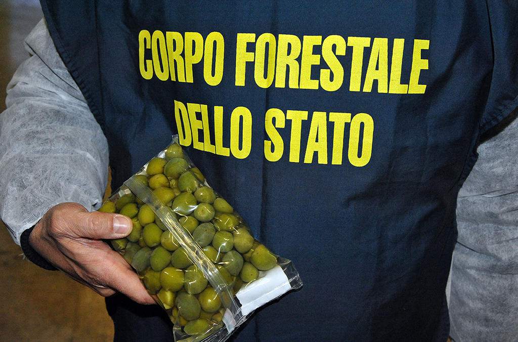 Italian officers recovered more than 85 tonnes of olives which had been ‘painted’ with copper sulphate solutions to enhance their colour.
