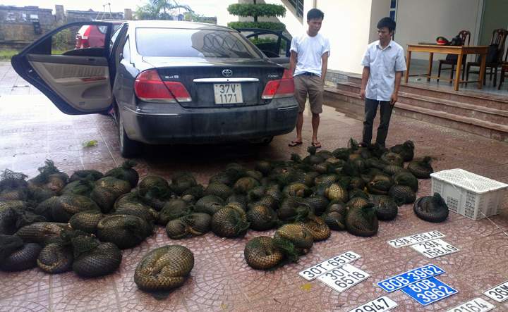 Two suspected wildlife smugglers are pictured standing next to their car with dozens of endangered pangolins in Vietnam.