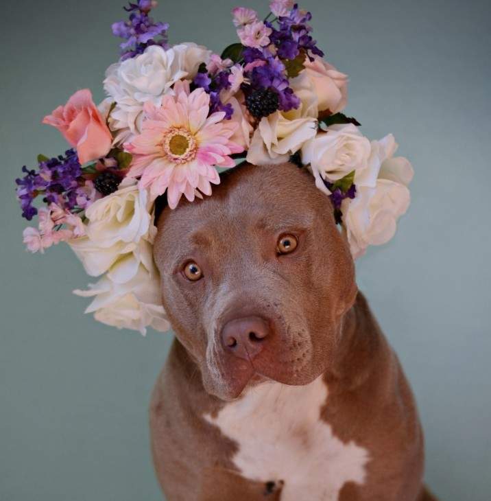 Praline, poses for the camera with her beautiful flower crown, hoping someone will adopt her and bring her to a forever home.