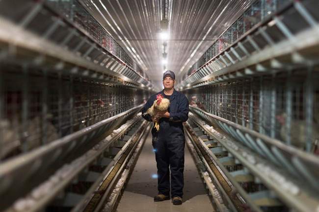 Roger Pelissero holds his one rooster among 17,000 hens that produce about 16,388 eggs per day at his egg farm in West Lincoln, Ont., on Monday, March 7, 2016. Some 17,000 hens and one rooster at Pelissero’s egg farm in West Lincoln live in cages that may be the envy of most other hens in Canada. The cages, which are about 1.5 metres wide and 3.7 metres long, contain about 60 hens per colony and are outfitted with perches, a scratch pad and two partitioned nesting areas for laying eggs in private.