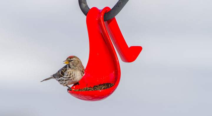 March 9: This Your Saskatchewan photo was taken by Garfield MacGillivray of this redpoll at Quill Lake.