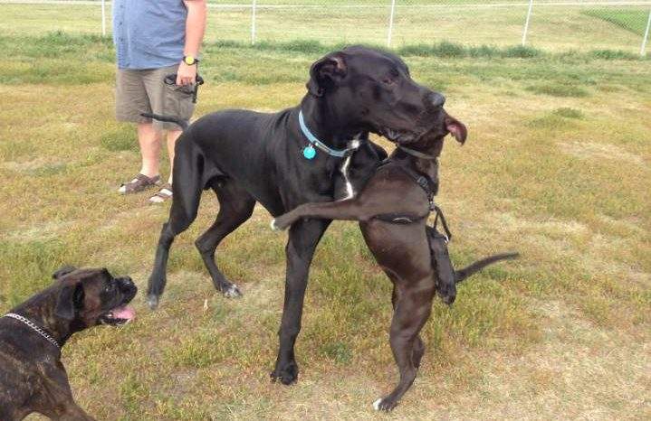 Regina's two year-round, off-leash dog parks are set to reopen on Friday.