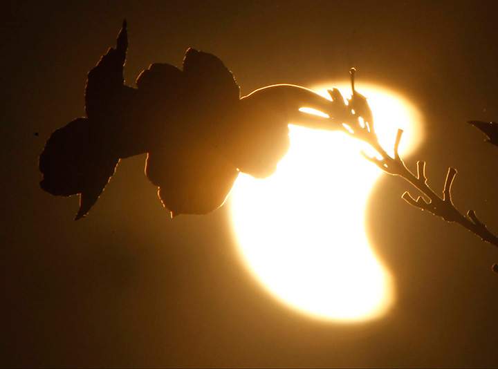 The moon is obscuring part of the sun over flowers during a solar eclipse in Phnom Penh, Cambodia, Wednesday, March 9, 2016.