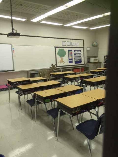 Deer goes to school