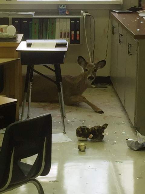 Lucy the deer
