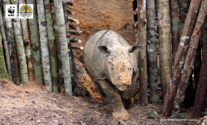 The female Sumatran rhino is believed to be between four and five years old.
