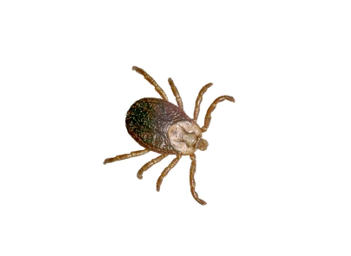 Springtime is tick-time - image