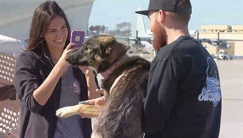 Dog reunited with family after being lost at sea for five weeks - image