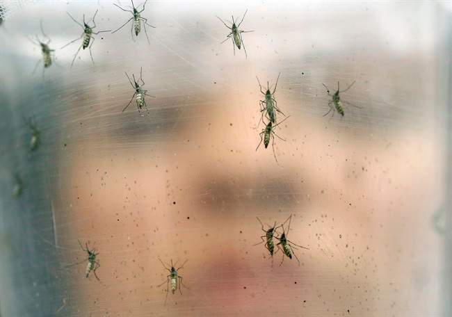 A University of Alberta research team has received a federal grant to help their research into preventing the devastating effects of the Zika virus.