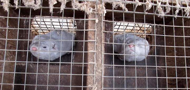 In this Feb. 12, 2013 photo two minks in cages at Bob Zimbal's fur farm in Sheboygan Falls, Wis.