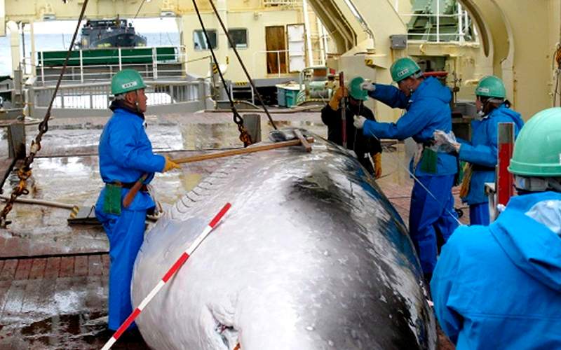 Workers measure a captured mink whale on the deck of Japanese whaling ship, the Nisshin Maru, as Sea Shepherd's ship, the M/Y Steve Irwin.