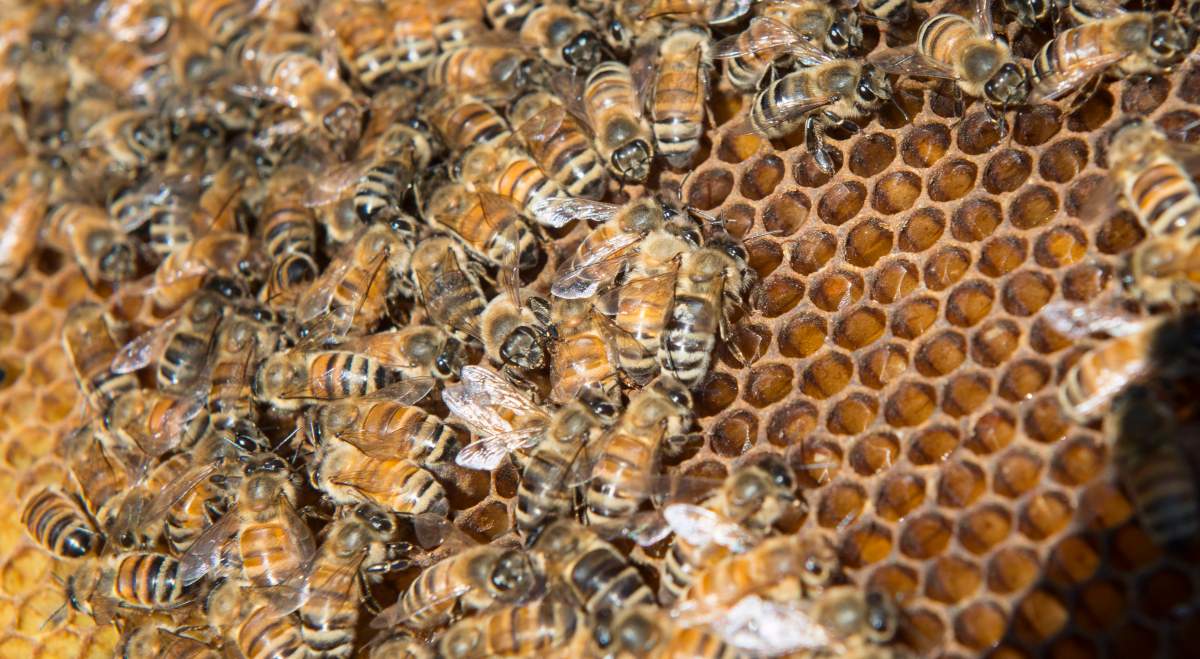 Bees are seen on a frame from a hive in Karen Hickey's backyard Wednesday, April 20, 2016 in Montreal. 