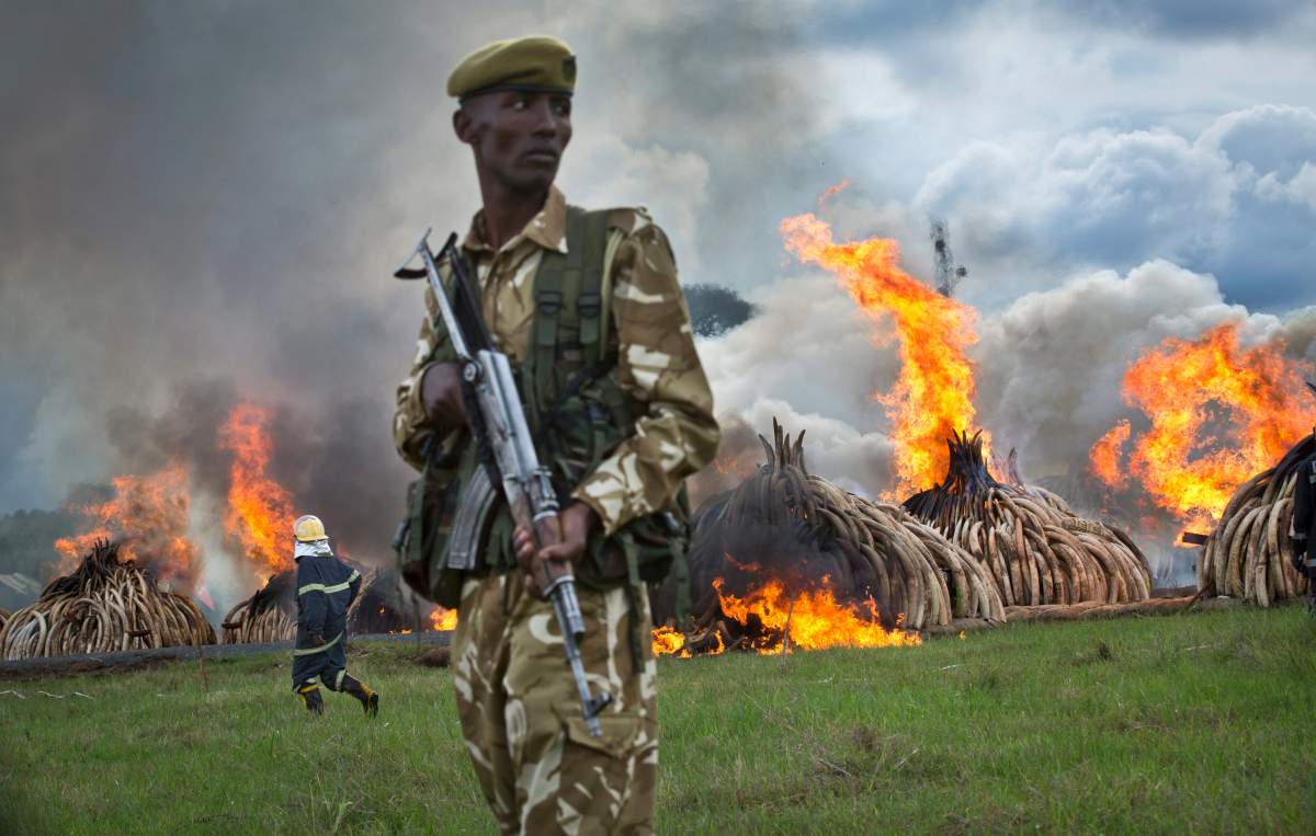 A ranger from the Kenya Wildlife Service (KWS) stands guard as pyres of ivory are set on fire in Nairobi National Park, Kenya, Saturday, April 30, 2016. Kenya’s president Saturday set fire to 105 tons of elephant ivory and more than 1 ton of rhino horn, believed to be the largest stockpile ever destroyed, in a dramatic statement against the trade in ivory and products from endangered species.