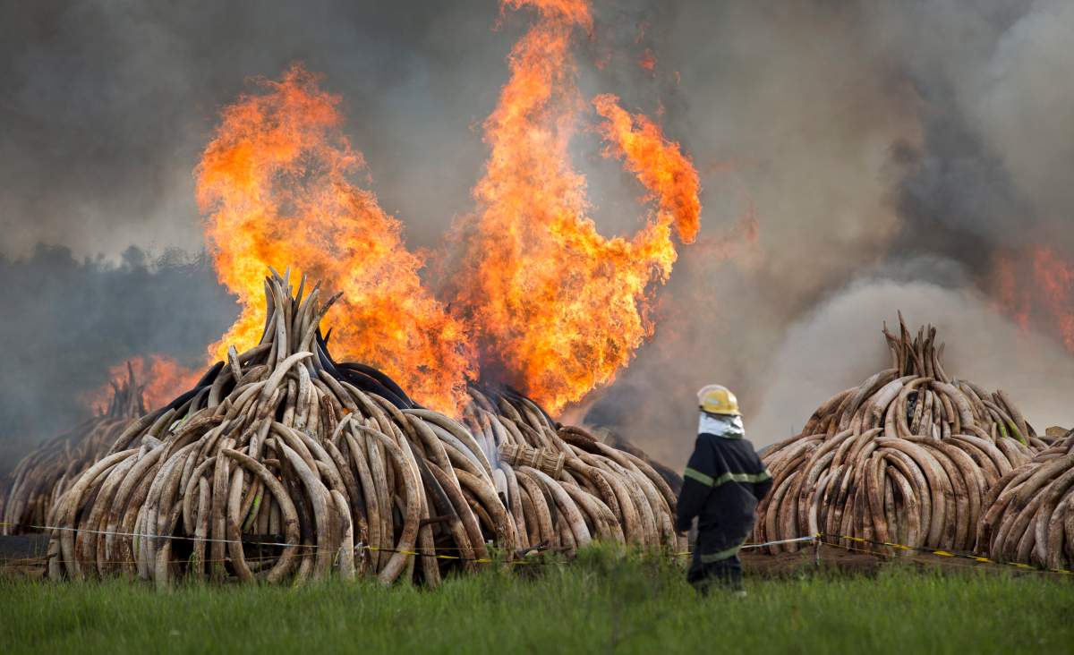 A fireman walks past as pyres of ivory are set on fire in Nairobi National Park, Kenya Saturday, April 30, 2016. Kenya’s president Saturday set fire to 105 tons of elephant ivory and more than 1 ton of rhino horn, believed to be the largest stockpile ever destroyed, in a dramatic statement against the trade in ivory and products from endangered species.