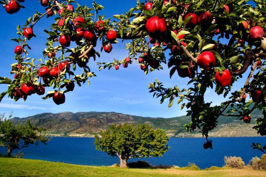 Balmy spring worries B.C. apple growers - image