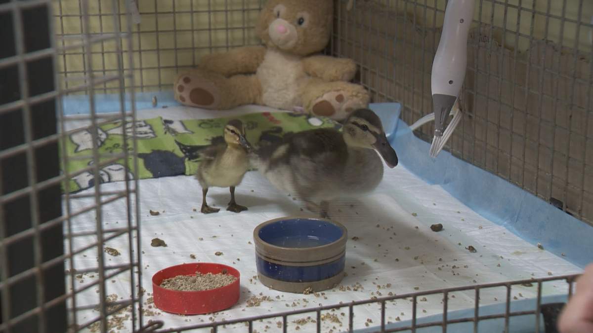If you encounter some lone baby wild animals, like these ducklings, the best thing to do is leave them alone. 