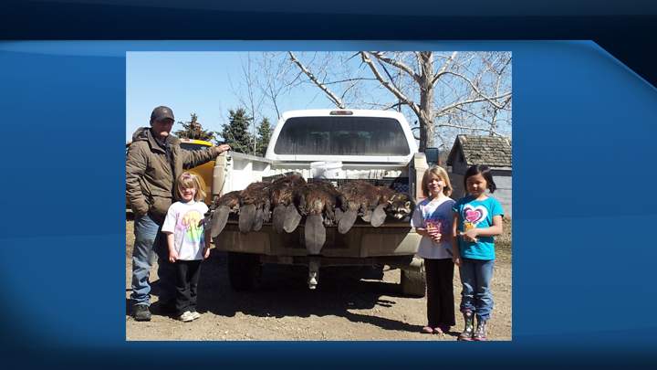 The beaver-trapping event is offering a $1,000 cash prize to the trapper who catches the biggest beaver in between April 1 - May 10.
