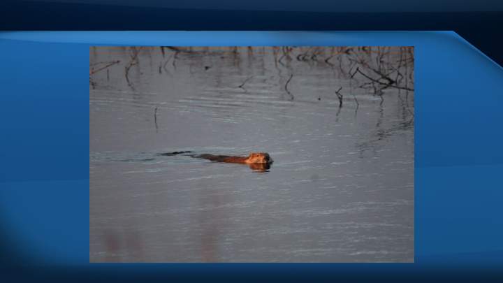 The beaver-trapping event is offering a $1,000 cash prize to the trapper who catches the biggest beaver in between April 1 - May 10.