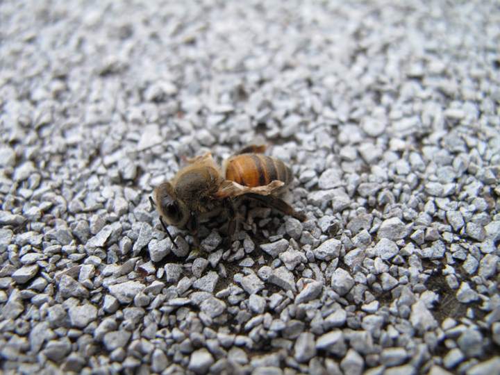 This bee is infected with Deformed Wing Virus, one of many viruses spread by varroa mites.
