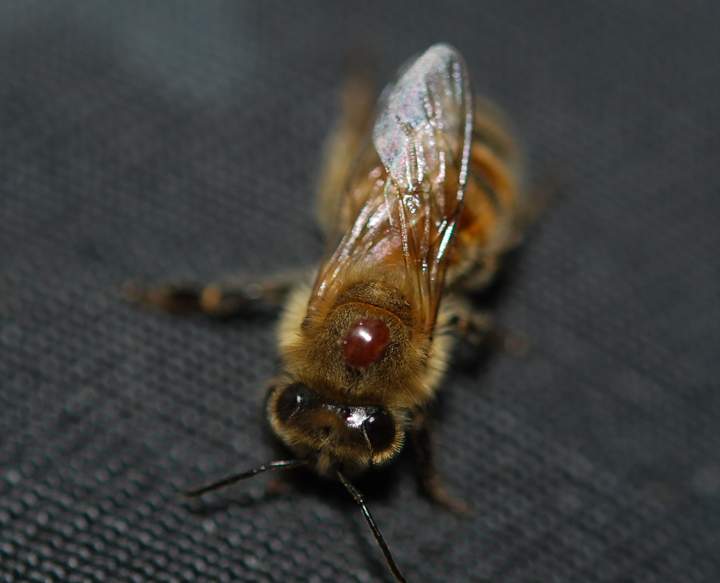 Varroa mites (dark red) primarily feed on honey bee larvae, but spread from hive to hive on adult bees. The mites transmit disease, including several debilitating viruses.