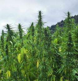 OverGrow Canada cannabis tour launches in Kelowna - image
