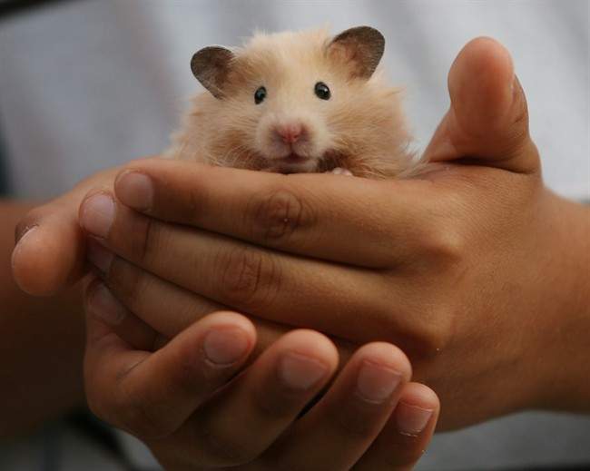 Several small animals finally arrived in Gander, N.L. after their trip kept getting bumped at Halifax's international airport. 