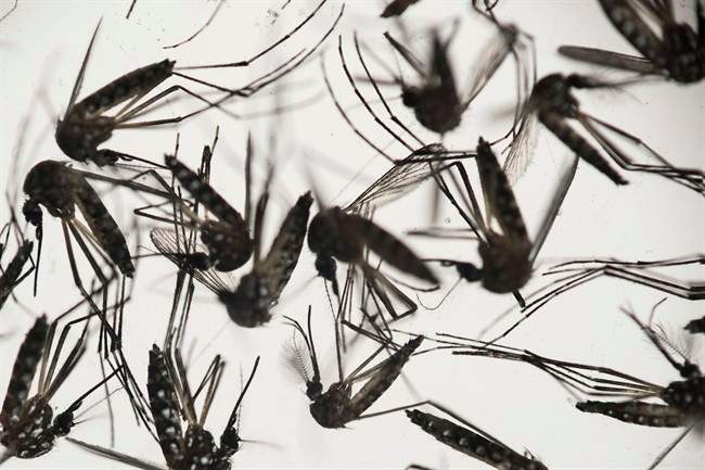 A report to the city's Innovation committee recommends buying a drone to help find new mosquito breeding grounds.