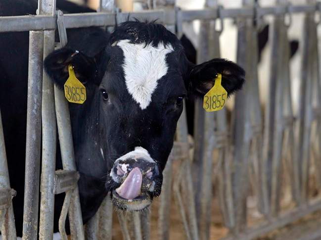 “Dairy is a very perishable product, so it needs to come off the farm every two days,” said Mike Southwood with Alberta Milk.