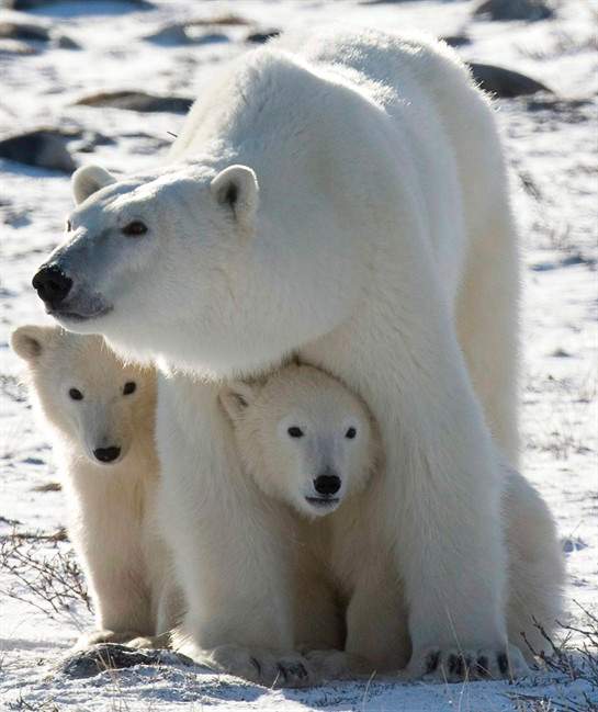 A polar bear mother and her two cubs huddle in Wapusk National Park on the shore of Hudson Bay near Churchill, Man. THE CANADIAN PRESS/ Jonathan Hayward