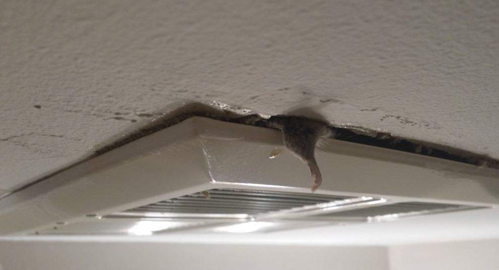 Dead Mouse Public Housing