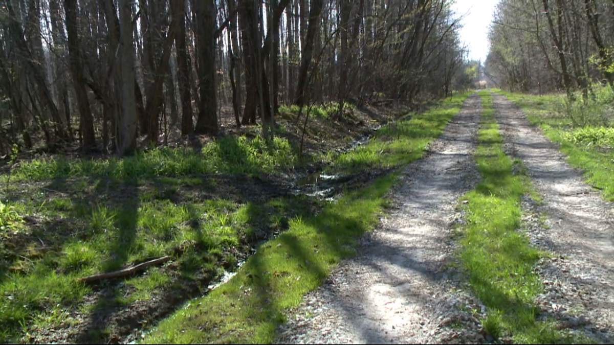 ‘Threw them out like they were trash’: 22 dead dogs found in Ohio ditch - image
