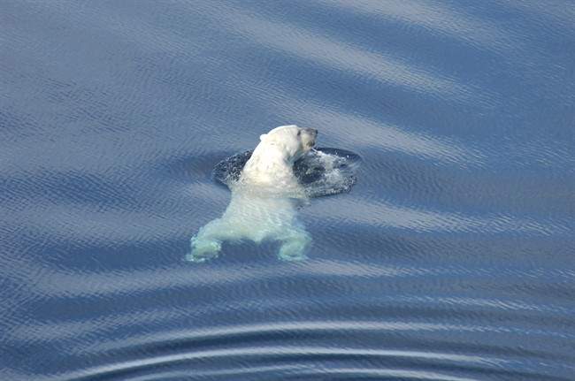 A polar bear swims in the Beaufort Sea.