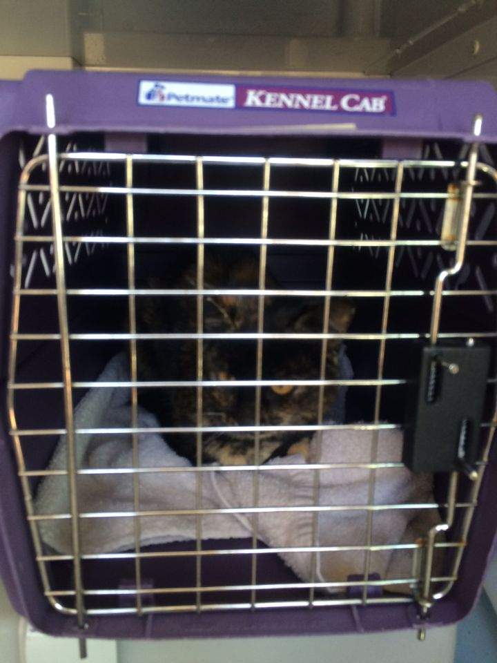 Photos from a trip to Atikameg taken by the Edmonton Humane Society and the Parkland County Pet Food Bank on April 16, 2016.