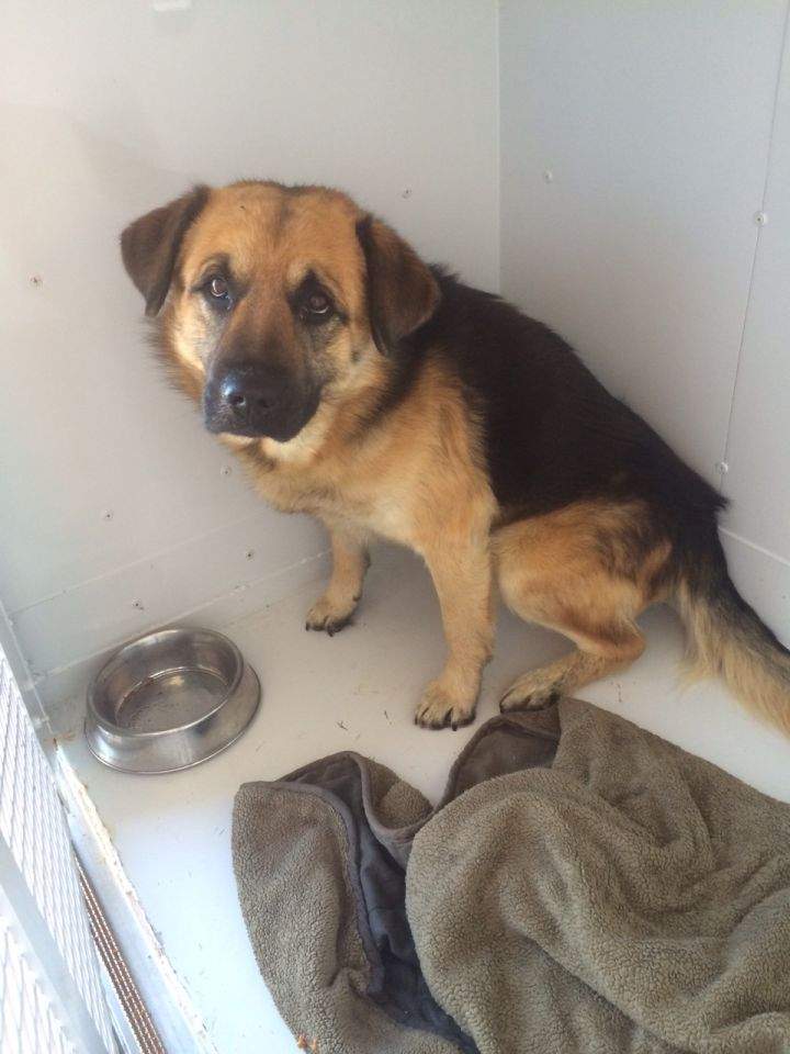 Photos from a trip to Atikameg taken by the Edmonton Humane Society and the Parkland County Pet Food Bank on April 16, 2016.