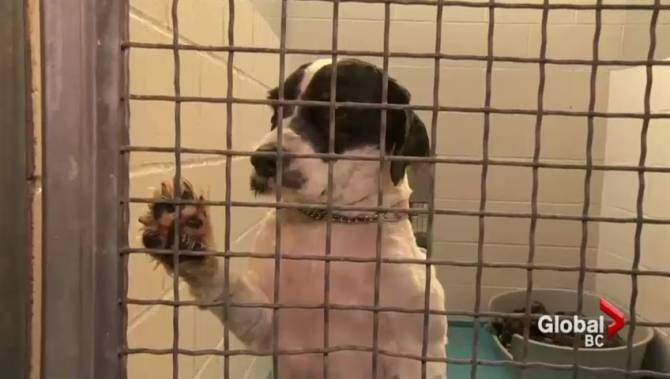 Dog and cat breeders in B.C. face new codes of practice - image