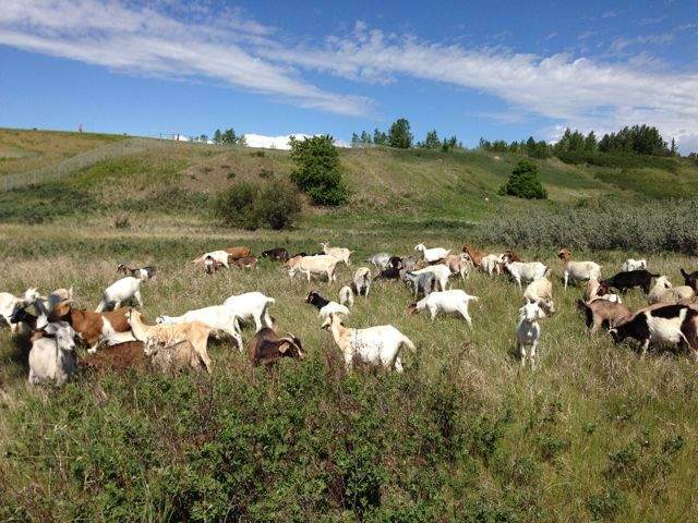 Goats graze in a Calgary park as part of a pilot project.