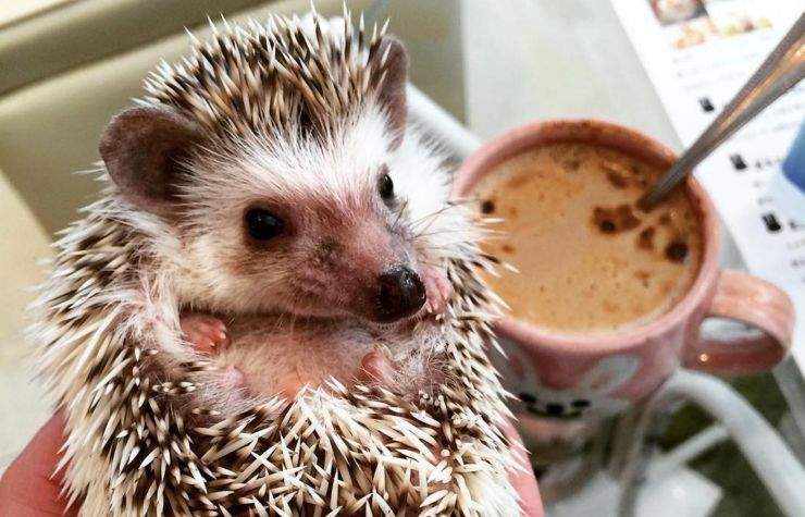 cute hedgehogs
