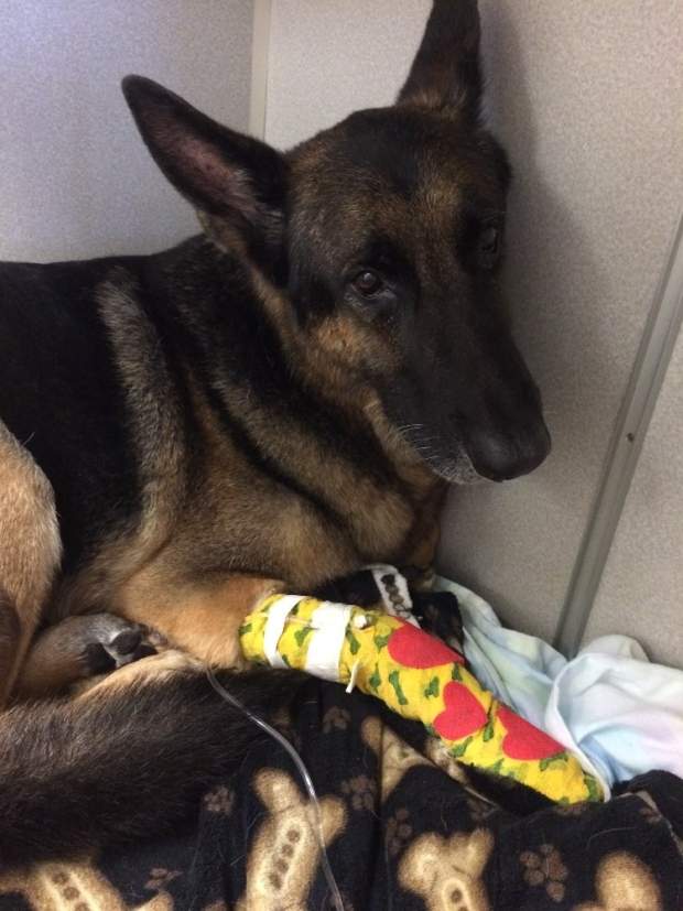 Police say German shepherd helped locate children inside burning house - image